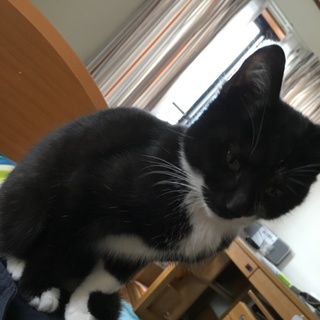 生後2ヶ月半の子猫です！