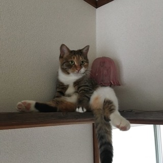 猫エイズ・白血病ともに陰性。人が大好きな女の子！