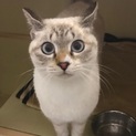 ☆シャム猫のような男の子☆
