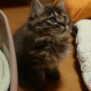 ランちゃん決まりました