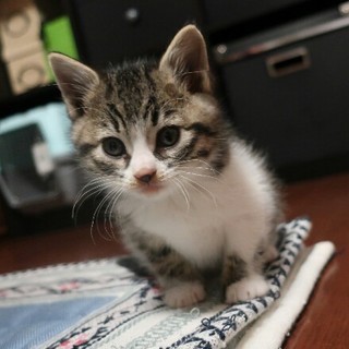 元気なポプラ君家族募集中