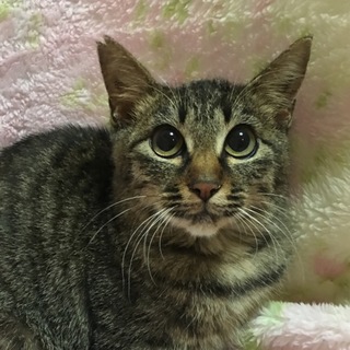 【緊急募集！】きーちゃん