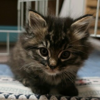 フワフワポピーちゃん家族募集中