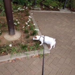 フランス育ちのジャック・ラッセル・テリアです