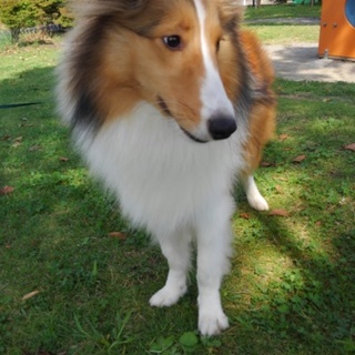 もうすぐ一歳血統書付きシェルティー