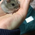 ハムスターの里親さん