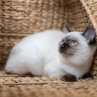 元気で懐こい　シャムｍｉｘの　アラレちゃん