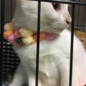 人猫犬、みんな大好きな甘えん坊さんです！
