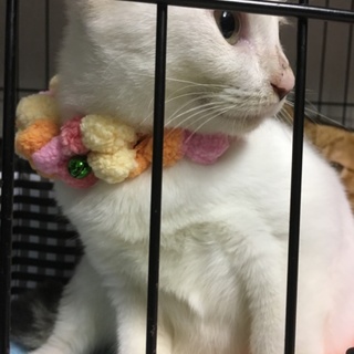 人猫犬、みんな大好きな甘えん坊さんです！