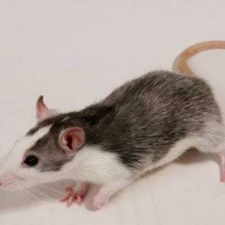 急募！！ファンシーラット♂