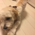 人が大好きなマルプー君です