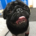 とっても人懐っこい1歳の黒パグ
