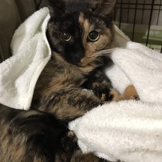 人気サビ猫ちゃん　目がかわいい♪