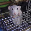 可愛いラットの家族になって下さる方募集しています！