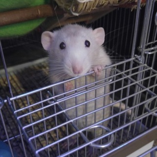 可愛いラットの家族になって下さる方募集しています！