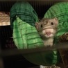 可愛いラットの家族になって下さる方募集しています！ サムネイル3