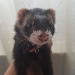 フェレット2匹