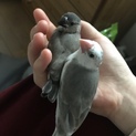 桜･白文鳥のヒナ里親募集