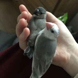 桜･白文鳥のヒナ里親募集