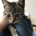 元気でやんちゃな子猫です