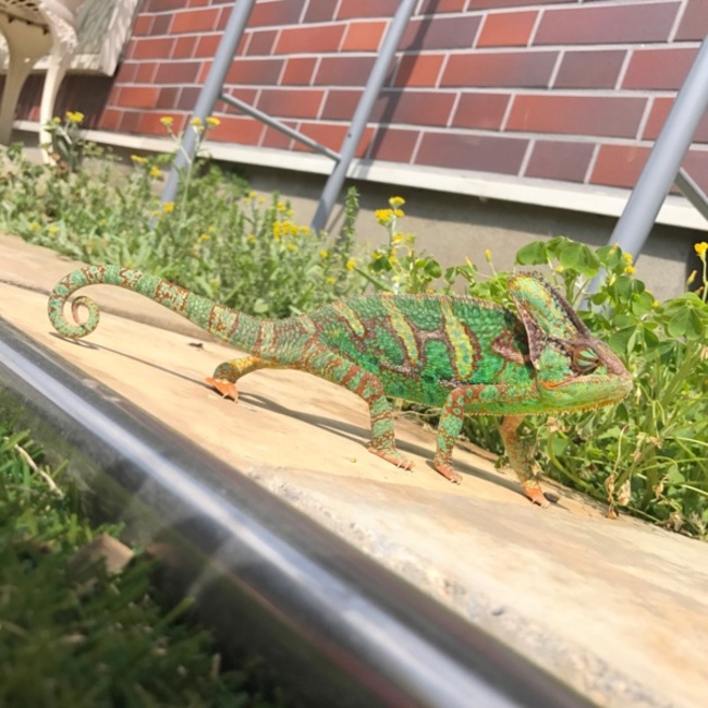 ちゃん883のカバー写真