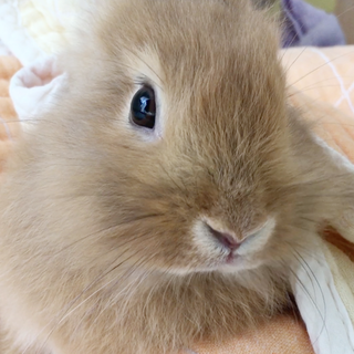 可愛い♡ライオンハーフの女の子里親募集(*^^*)