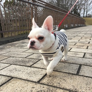 本気で家族の一員として迎えて下さる方!