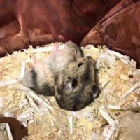 ハムチビ