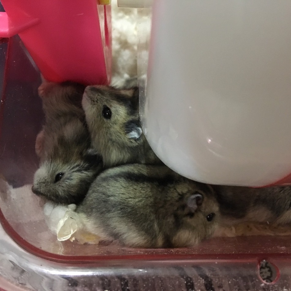 ハムチビのカバー写真