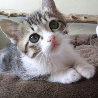 生後2か月弱甘えんぼ人なつこい元気な男の子