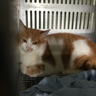 綺麗な茶白の男の子