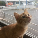 子猫茶トラ男の子です