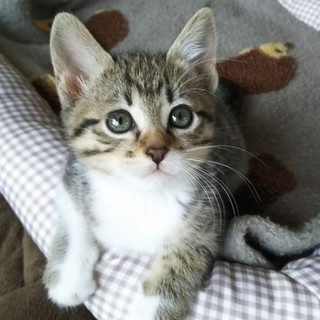 生後2か月位人なつこい甘えんぼ可愛い女の子