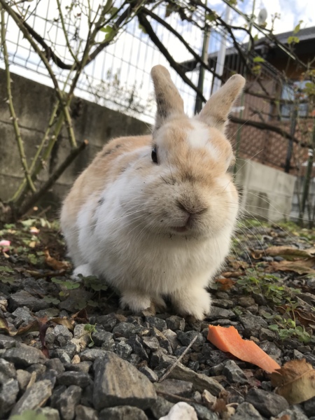 飼育放棄されたうさぎの里親募集 熊本県 小動物の里親募集 18 ペットのおうち 月間利用者150万人