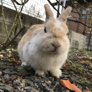 飼育放棄されたうさぎの里親募集