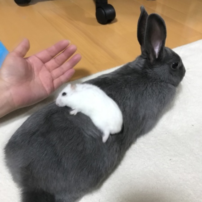 レオさくらのカバー写真