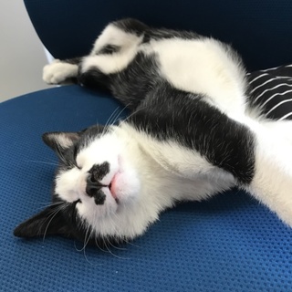 里親募集中