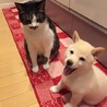 陸＆大福