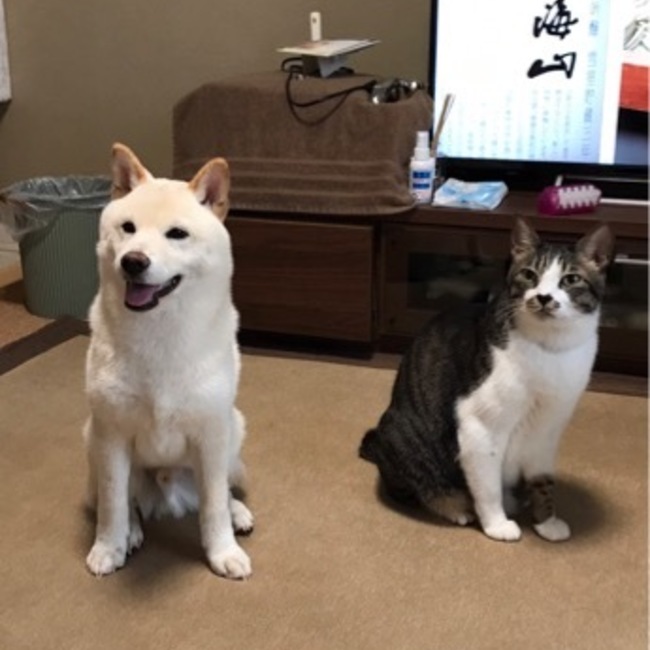陸＆大福のカバー写真