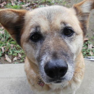 里親様を募集中です。