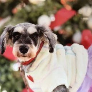 里親様決定☆かんなちゃんMシュナ6歳