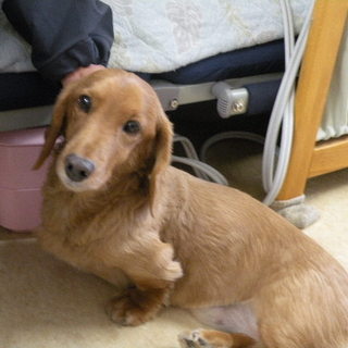 優しいドル君の里親様を募集中