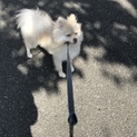 ポメラニアン*1才かなりやんちゃの男の子★