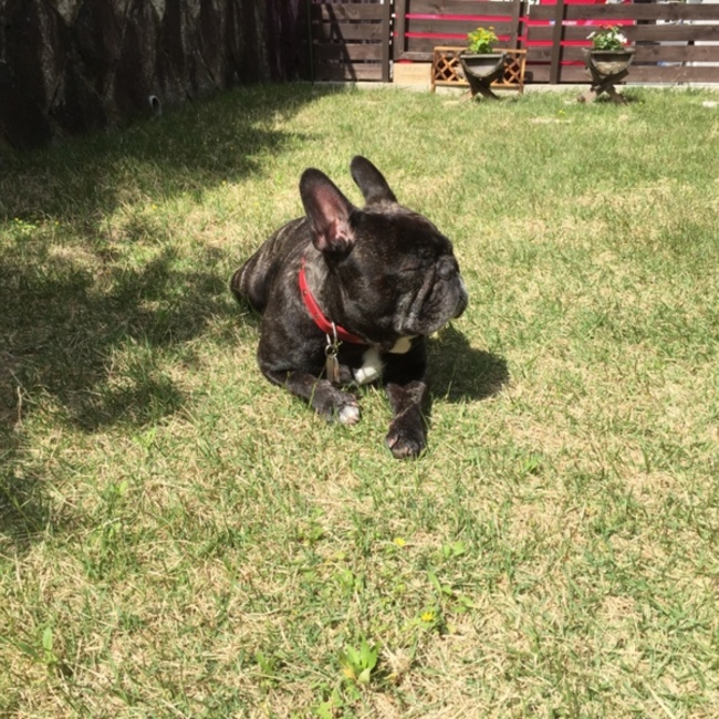 木リッキーのカバー写真