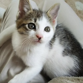 生後2か月位人なつこい甘えんぼ可愛い女の子