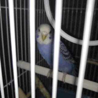 急募！メスのインコちゃん
