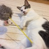 猫じゃらしで遊んで！