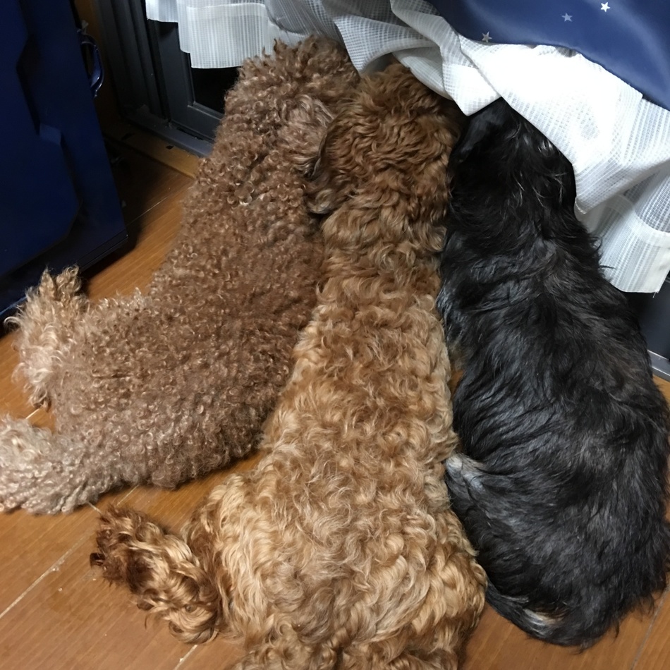 チャッピーのカバー写真
