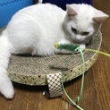 白子猫オス3.5ヶ月 とてもかわいい
