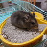 9月22日生まれジャンガリアンハムスターの里親募集 サムネイル7